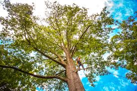 Best Tree Planting  in Johnstown, NY