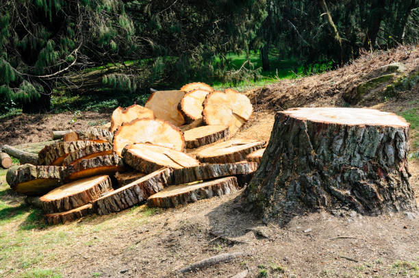 Best Seasonal Cleanup (Spring/Fall)  in Johnstown, NY